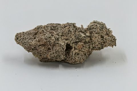 A cured bud of Banana Brain, long and pale and wider than it is tall, photographed against a plain pale-grey background.