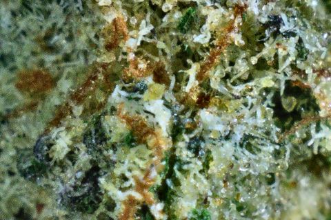 A close-up of Banana Brain's surface: white trichome heads over green, with rust-orange hairs running through.