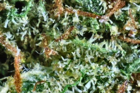 A close-up of Banana Brain: long orange hairs across green leaf and a bed of trichome stalks.