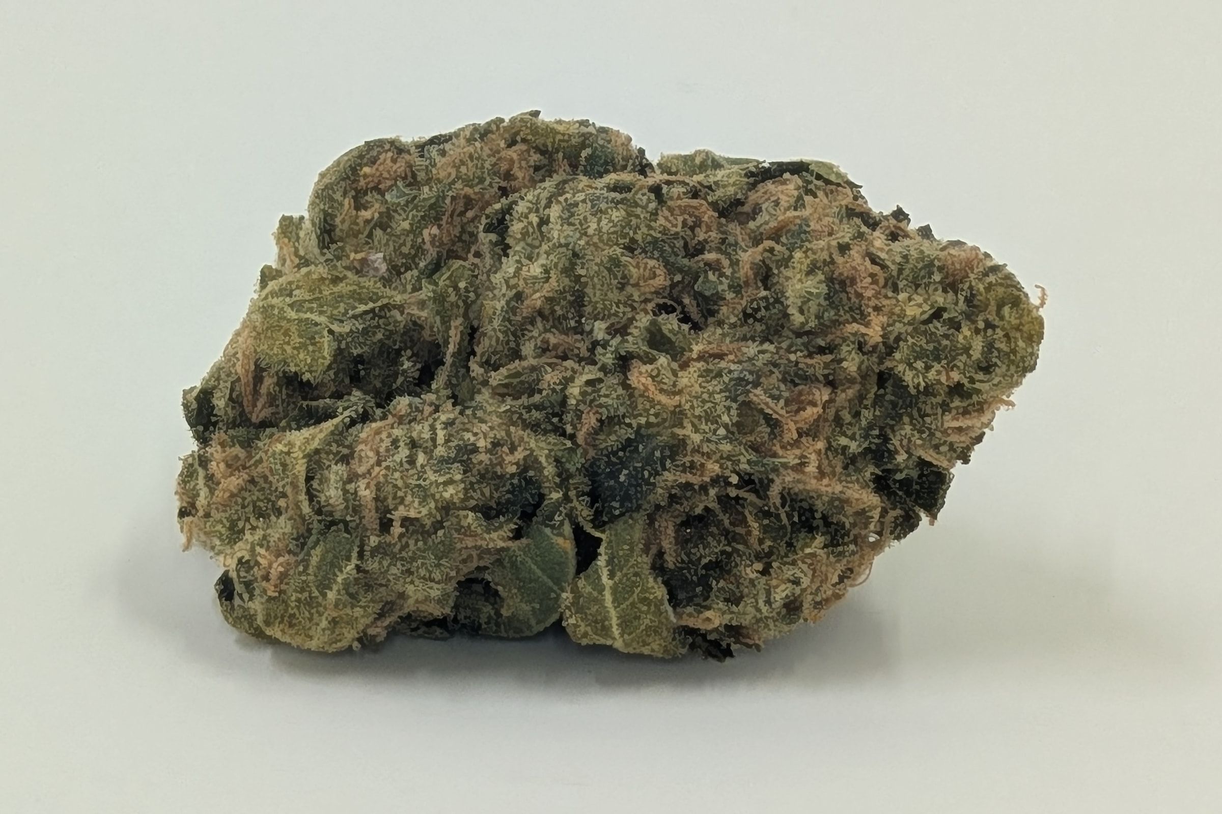 A cured bud of Big Jack, photographed against a plain pale-grey background.