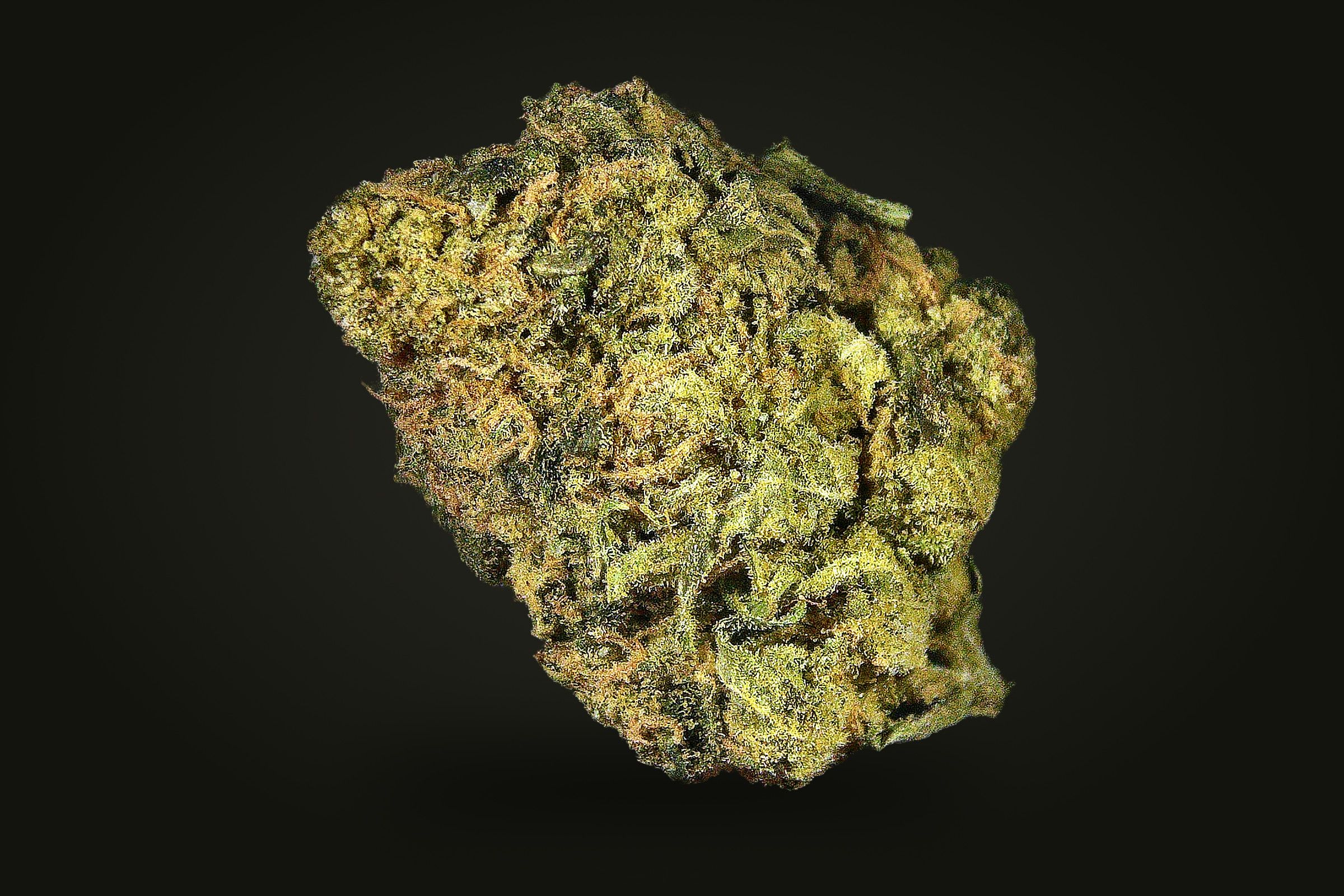 A cured bud of Big Jack, lime and olive green with frosted sugar leaves and short orange hairs, on a plain black background.