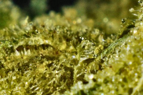 A close-up of Big Jack's surface: a carpet of trichomes over yellow-green, in a narrow band of sharp focus.