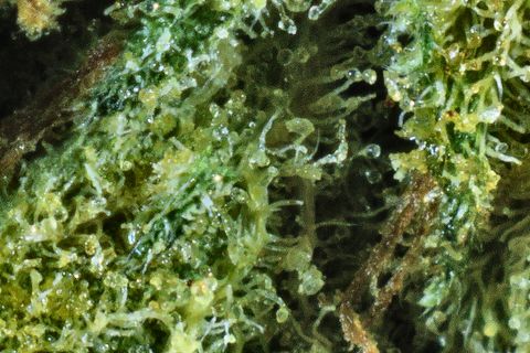 A close-up of Big Jack: tall, clear trichome stalks with round heads over green, and a brown hair at the left.