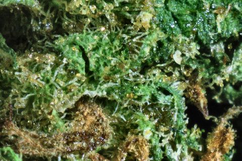 A close-up of Blue Cheese's surface: bright green leaf under trichomes, with amber-orange hairs along the bottom.