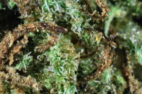 A close-up of Blue Cheese: curled rust-brown hairs over green, with trichomes between them.