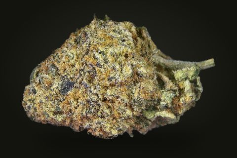 A cured bud of Blue Goo, golden green with orange hairs and dark flecks, a short stem at its right, on a plain black background.
