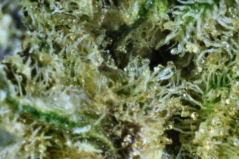 A close-up of Blue Goo's surface: dense white trichomes with clear heads, and a green leaf across the lower left.