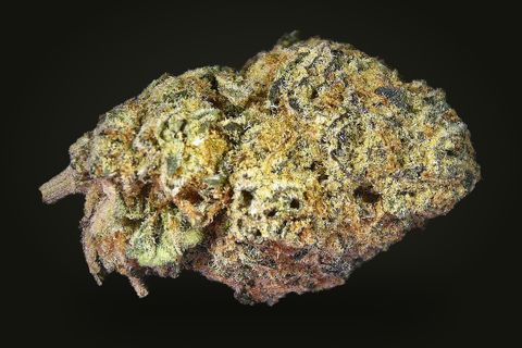 Blue Goo from another side: a wide, lumpy bud with orange hairs and a stem at its left, on a plain black background.