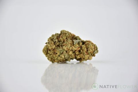 A cured bud of C Plus, photographed against a white background.