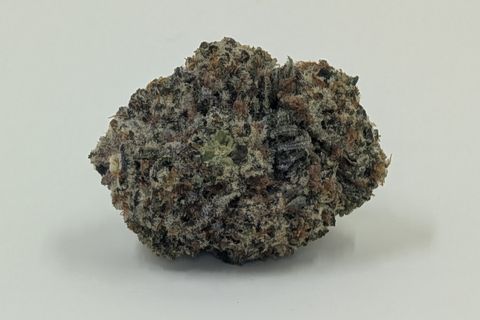 A cured bud of Candy Corn, photographed against a plain pale-grey background.