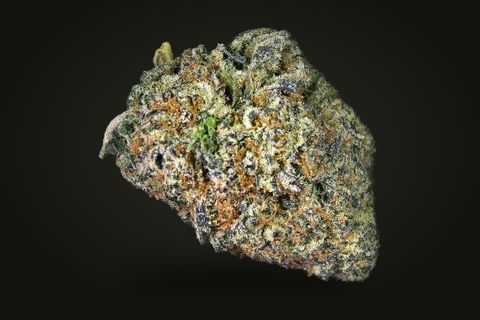 A cured bud of Candy Corn, dark green and purple-black with orange hairs under heavy frost, on a plain black background.
