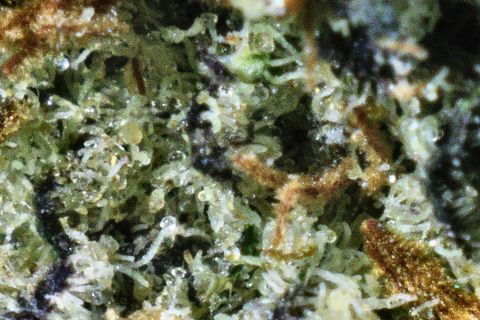 A close-up of Candy Corn's surface: clear trichome heads over pale green, with dark purple patches and orange hairs.