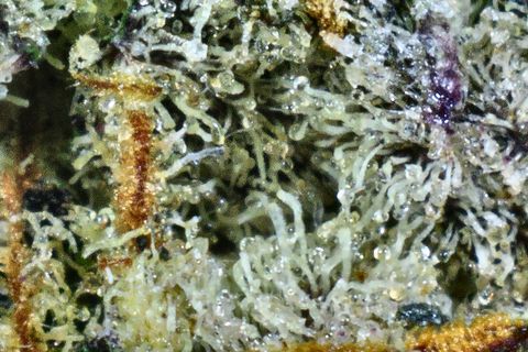 A close-up of Candy Corn: a field of trichomes with a purple tinge at the top and an orange hair at the left.