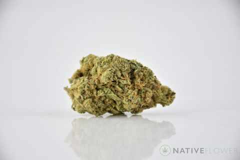 A cured bud of Chocolope, photographed against a white background.