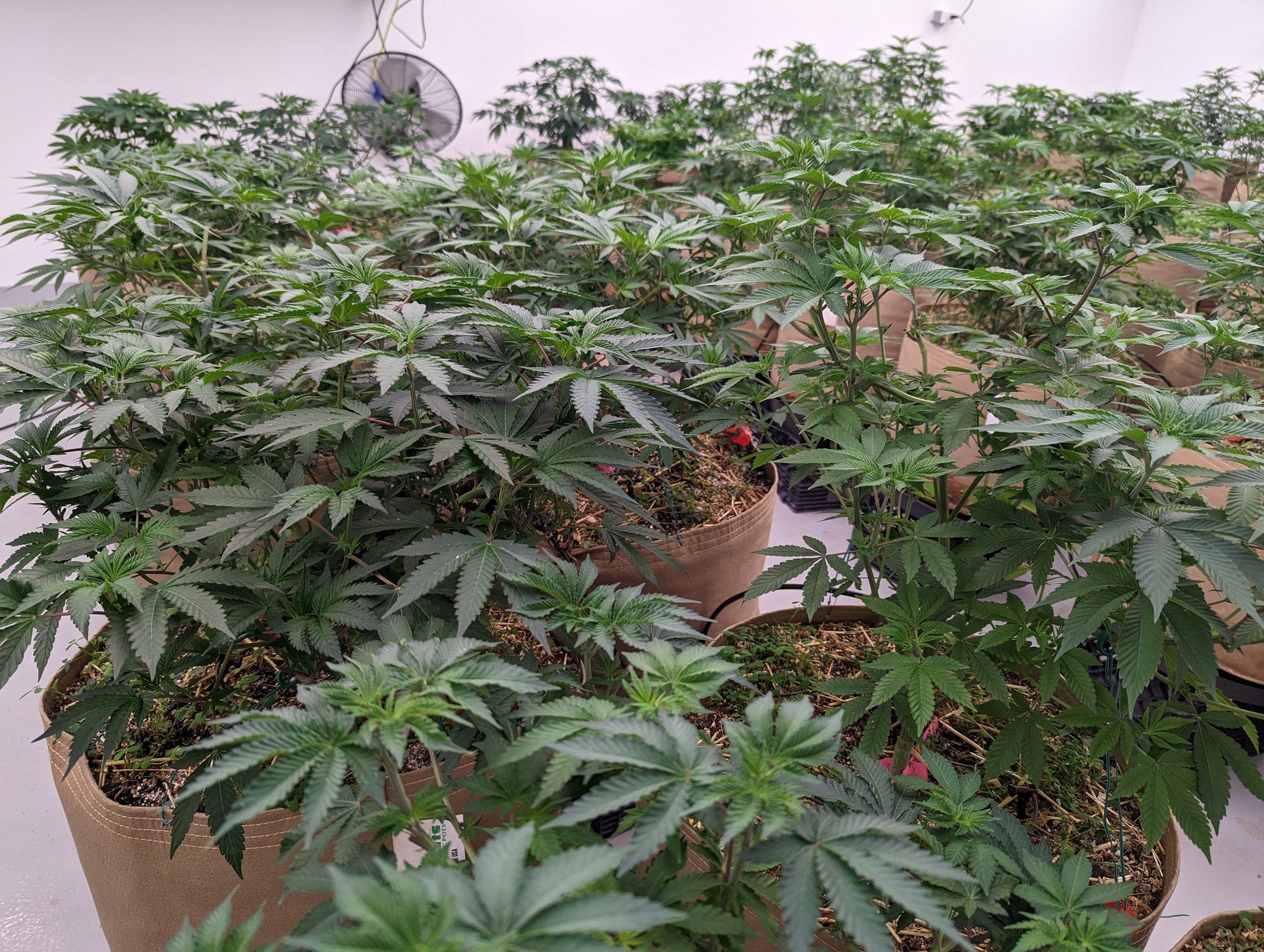 A grow room filled with rows of young cannabis plants in fabric pots under white light.