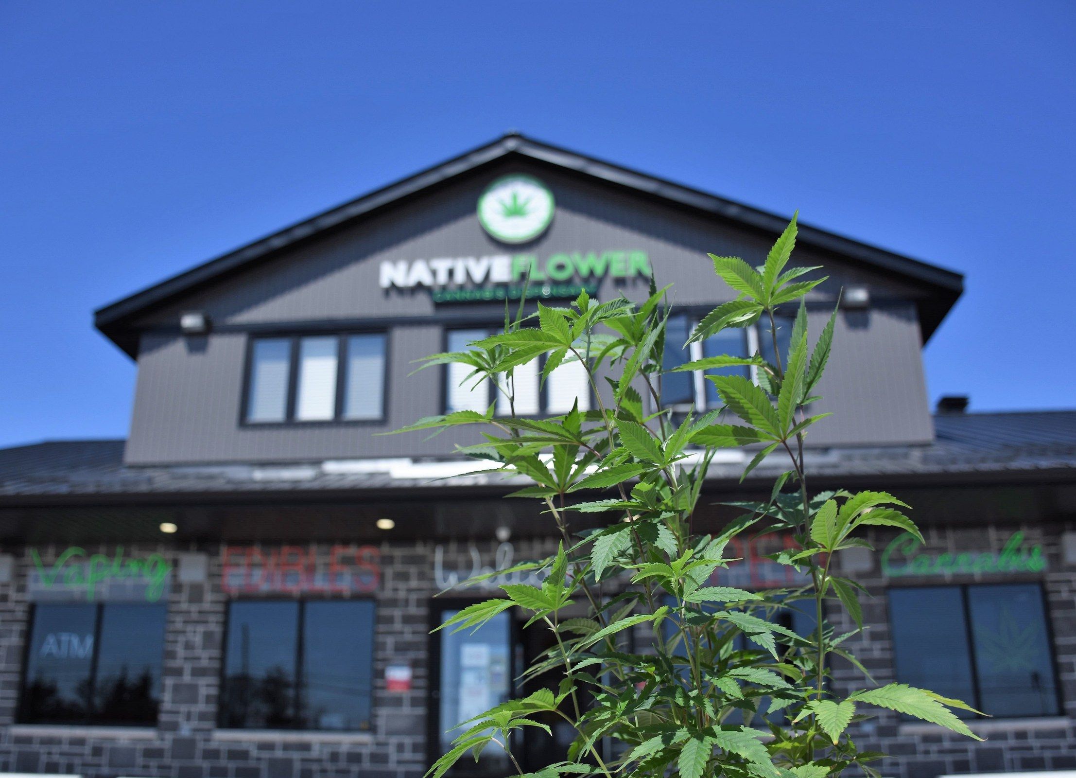 The Native Flower shop front on a clear day, its gabled sign above the windows, with a young cannabis plant in the foreground.