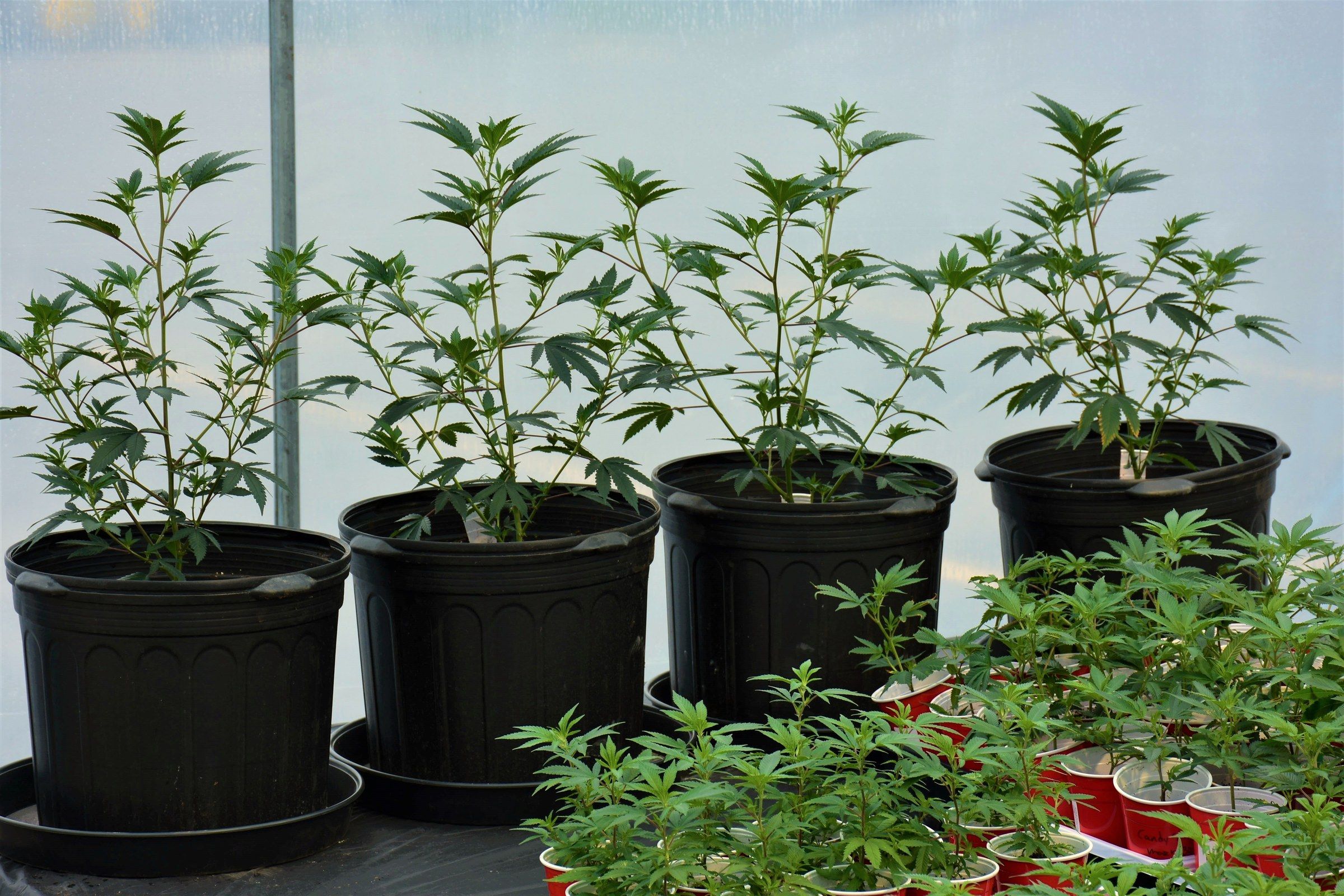 Rows of cannabis clones in red cups on a table, each tray labelled with a handwritten cultivar card.