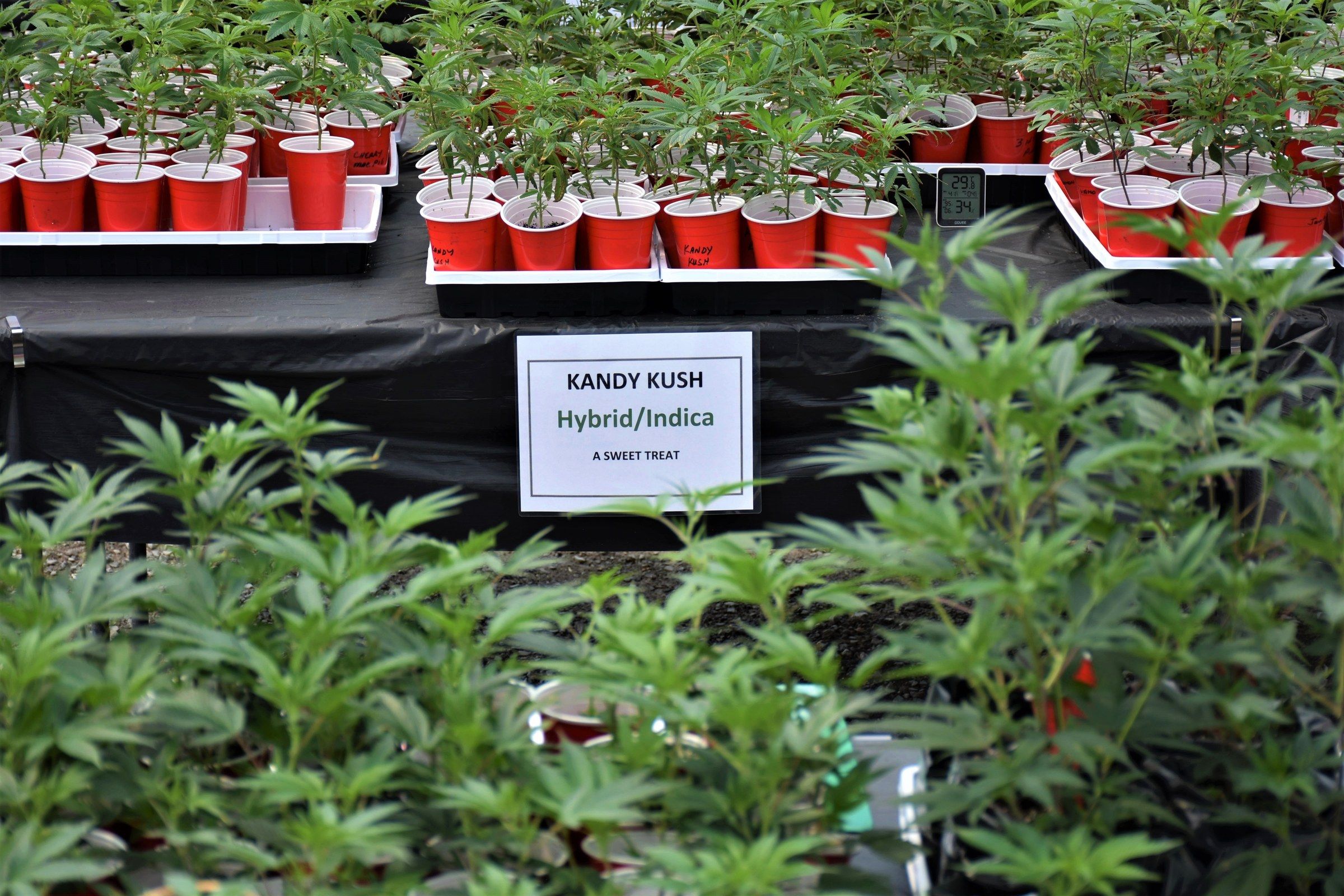 A greenhouse of cannabis clones in red cups, cultivar name cards propped along the front of the bench.