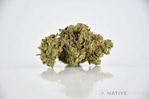 A cured bud of Ego Check, photographed against a white background.