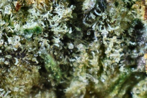 A close-up of Ego Check's surface: white trichomes over green, with dark purple-grey patches.