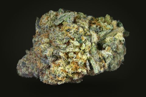 Ego Check from another side: a wide bud with orange hairs and leaf tips at its edge, on a plain black background.