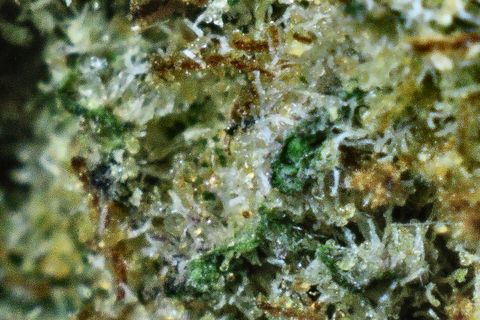 A close-up of Ego Check: trichomes over green leaf, with red-brown hairs along the top.