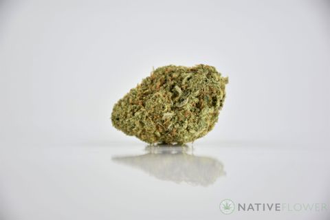 A cured bud of El Jefe, photographed against a white background.