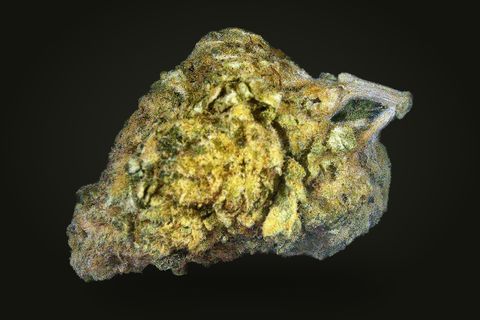 A cured bud of Elvis Glue, gold and olive green with dark purple-grey edges under a pale frost, on a plain black background.