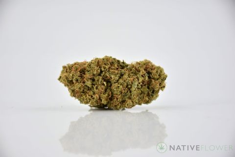 A cured bud of Elvis Glue, photographed against a white background.