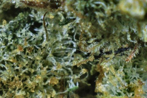 A close-up of Elvis Glue's surface: a dense tangle of pale trichome stalks over green, with a dark hair across the middle.
