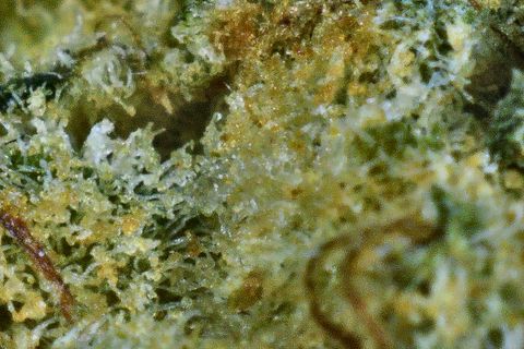 A close-up of Elvis Glue: yellow-green trichomes in soft focus, with rust-coloured hairs at the left.