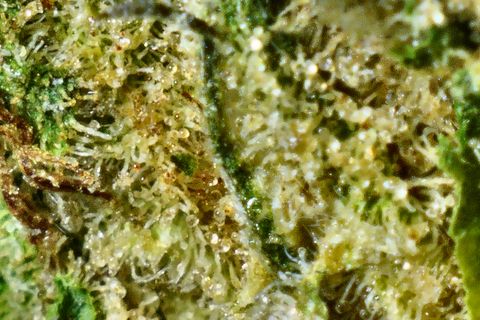 A close-up of Firewalker OG's surface: cream trichome heads over olive green, with rust-orange hairs at the left.