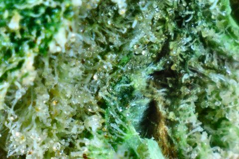 A close-up of Firewalker OG: trichome stalks over bright green leaf, with a dark fold at the right.