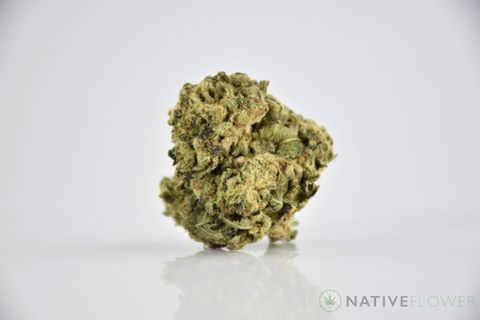 A cured bud of Garlic Banger, photographed against a white background.
