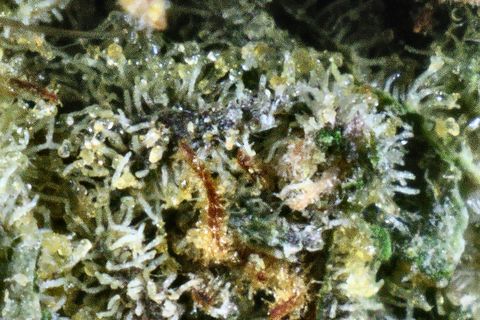 A close-up of Garlic Banger's surface: white trichome heads over green, with a grey-purple patch and rust hairs.