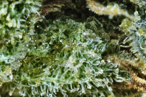 A close-up of Garlic Banger: a bed of trichome stalks over green, with a pale hair along the top.