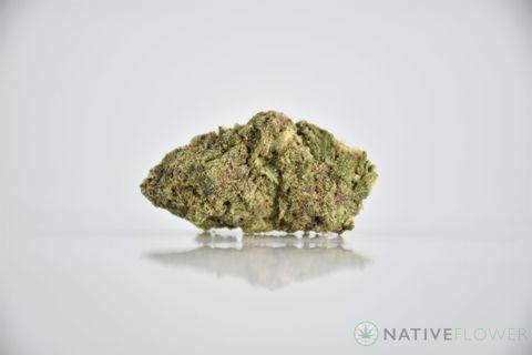 A cured bud of Gaslight, photographed against a white background.