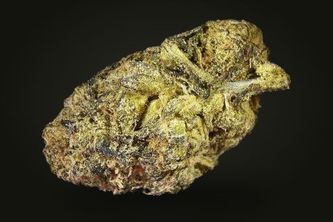 A cured bud of Gelato 33, gold and olive green with rust-orange hairs and a curled leaf on top, on a plain black background.