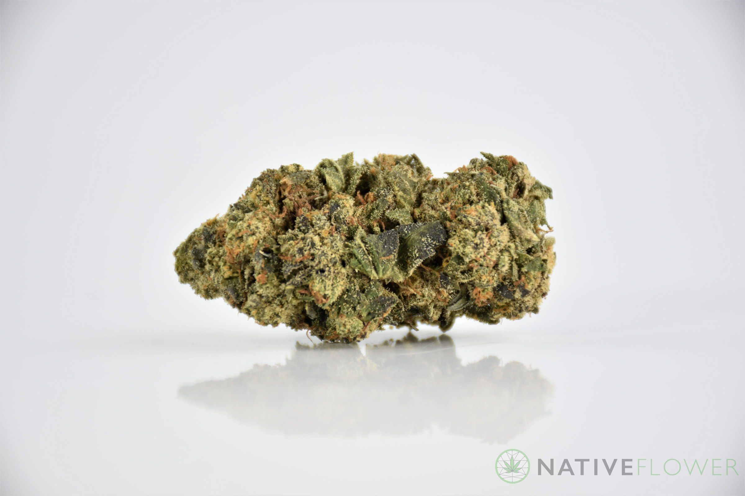 A cured bud of Gelato 33, photographed against a white background.