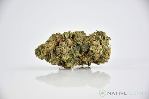 A cured bud of Gelato 33, photographed against a white background.