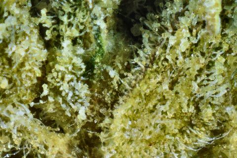 A close-up of Gelato 33's surface: a dense bed of yellow-green trichome stalks with clear, round heads.
