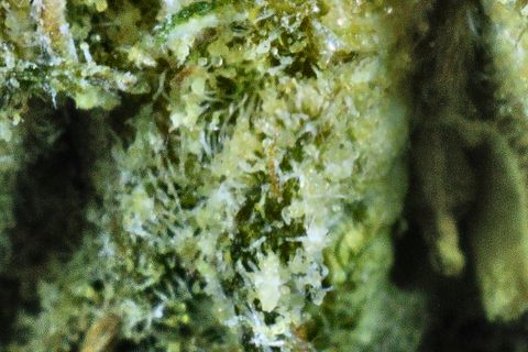 A close-up of Gelato 33: pale trichomes over green leaf, with a dark gap at the left.
