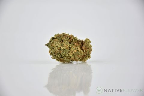 A cured bud of GG4, photographed against a white background.