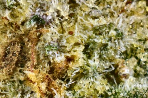 A close-up of GG4's surface: white trichome heads packed over green, with amber-brown patches and a touch of purple.