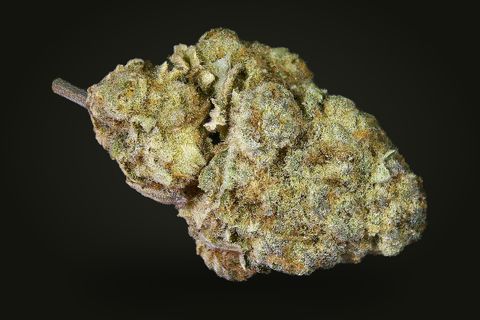 GG4 from another side: a lumpy, frosted bud with grey-purple flecks and a stem at its left, on a plain black background.
