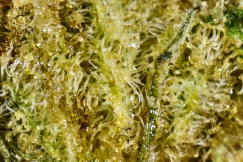 A close-up of GG4: yellow-green trichome stalks with clear heads, and a dark leaf edge running through.