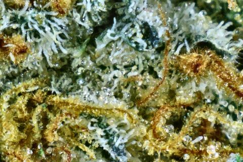 A close-up of GMO Bomb's surface: long golden-orange hairs through white trichomes over dark green.