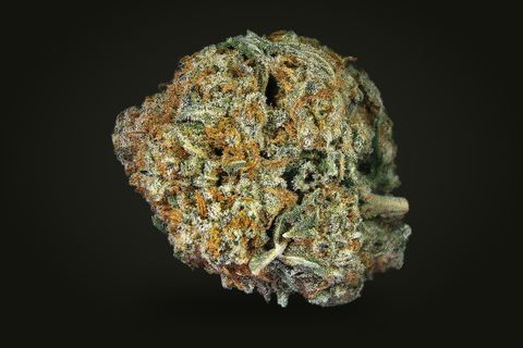 GMO Bomb from another side: a rounded bud covered in orange hairs, with a curled leaf at its right, on a plain black background.