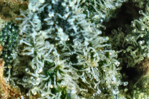 A close-up of GMO Bomb: white trichome stalks with clear heads over dark green leaf.