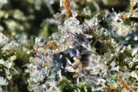 A close-up of Godfather OG's surface: clear, round-headed trichomes over pale green, with a dark purple patch and curled orange hairs.